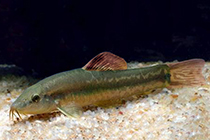 Представители рода Traccatichthys обычно содержащиеся в домашних аквариумах