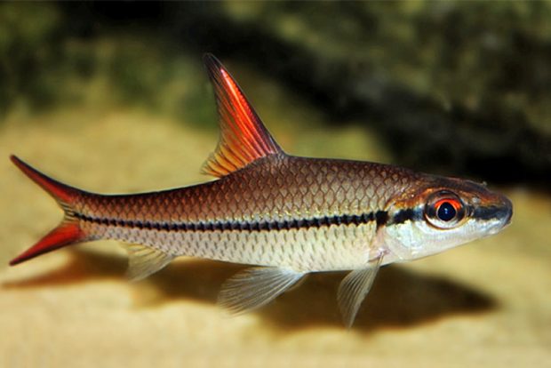 Барбус колючий (Cyclocheilichthys janthochir) содержание и размножение в домашних аквариумах