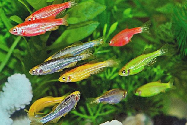 Данио Глофиш (Brachydanio GloFish) содержание и разведение в домашнем аквариуме