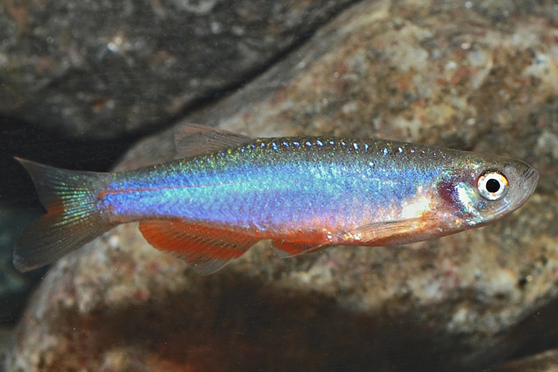 Данио жемчужный (Brachydanio albolineatus) содержание и разведение в домашнем аквариуме