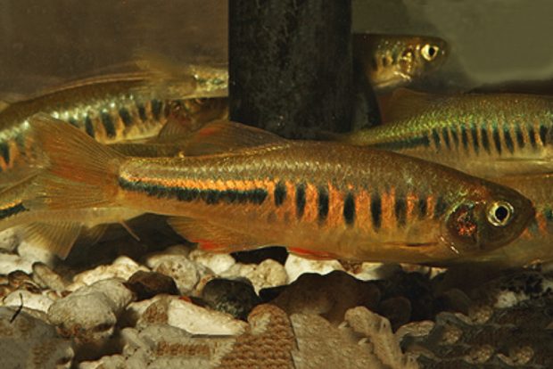 Данио матангензис (Devario maetaengensis) содержание и разведение в домашнем аквариуме