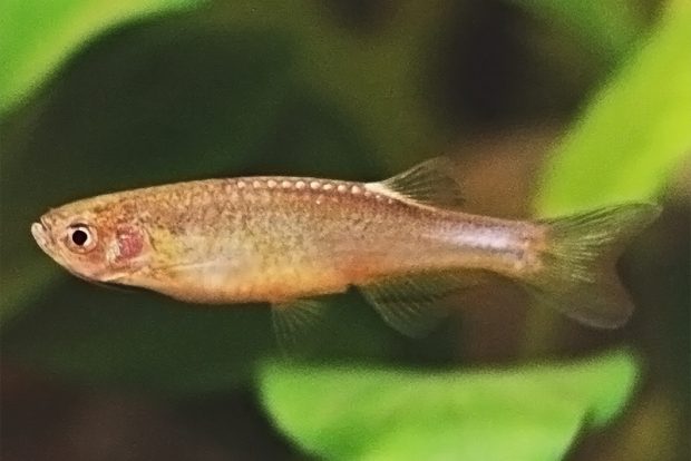 Данио розовый (Danio roseus) содержание и разведение в домашнем аквариуме