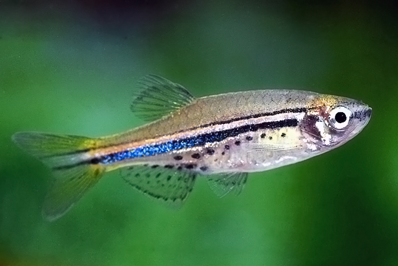 Данио точечный (Brachydanio nigrofasciatus) содержание и размножение в домашнем аквариуме