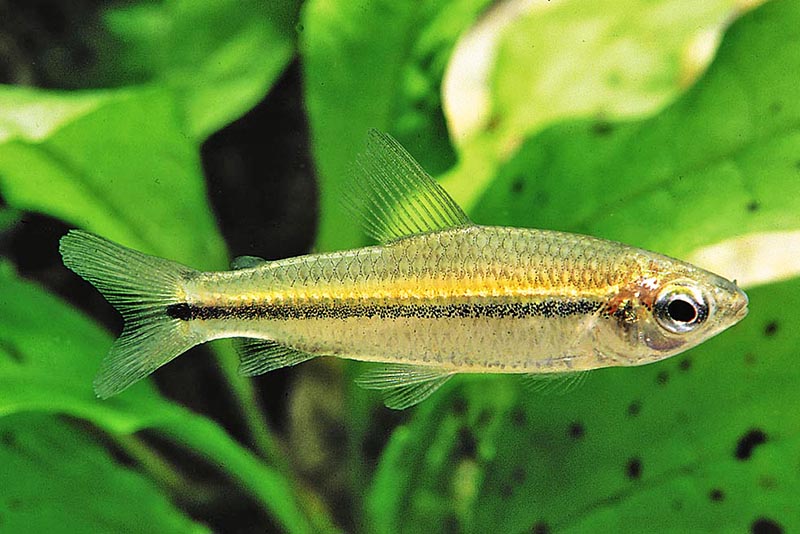 Расбора майнкена (Rasbora meinkeni) содержание и размножение в домашнем аквариуме