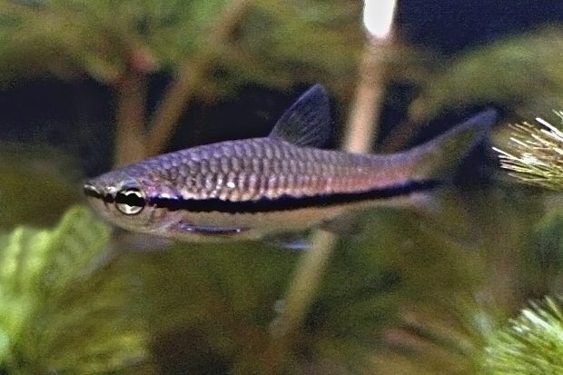 Расбора Эйнтховена (Rasbora einthoveni) содержание и разведение в домашних аквариумах