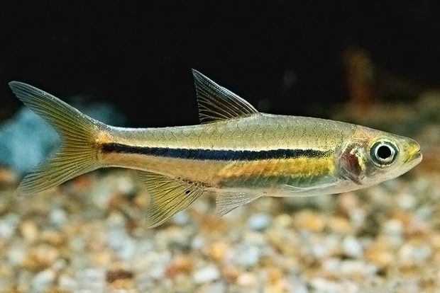 Расбора желтохвостая (Rasbora sarawakensis) содержание и размножение в домашнем аквариуме