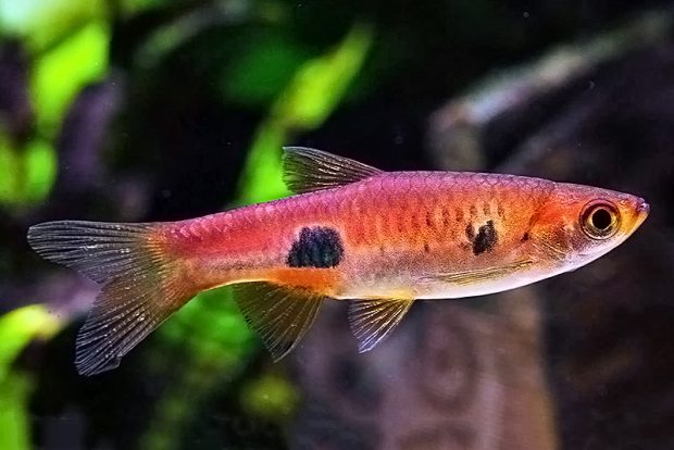 Расбора клоун (Rasbora kalochroma) содержание и размножение в домашнем аквариуме