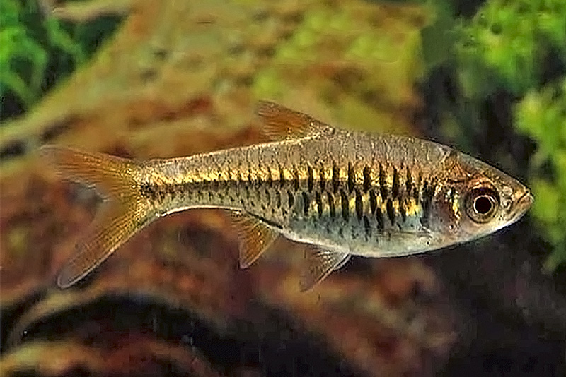 Расбора сетчатая (Rasbora reticulata) описание, содержание и разведение в условиях домашнего аквариума