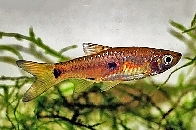 Расбора элегантная, трехпятнистая, желтая (Rasbora elegans) содержание и размножение в условиях домашнего аквариума