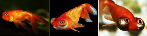 Звездочет  (Stargazer) изысканная порода золотой рыбки. Описание и требования к успешному содержанию в домашнем аквариуме