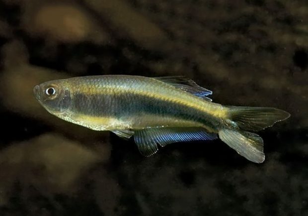 Коелурихтис синеполосый (Mimagoniates lateralis) содержание и разведение в домашнем аквариуме