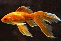 Комета (Comet Goldfish), Sarasa Comet, Pond Comet содержание и размножение в домашнем аквариуме