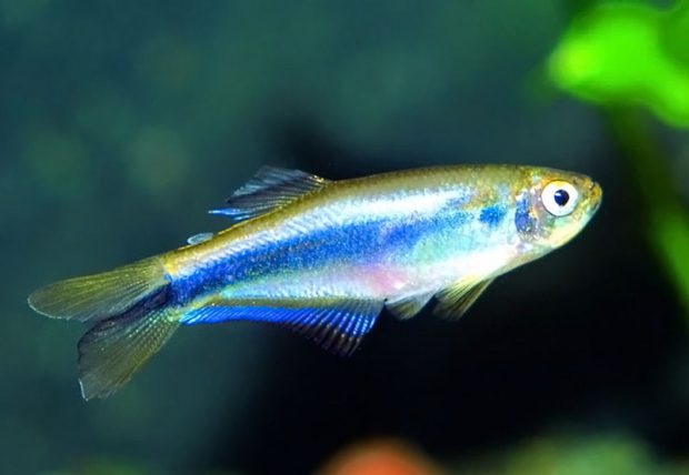 Тетра голубая (Mimagoniates microlepis) содержание и разведение в домашнем аквариуме