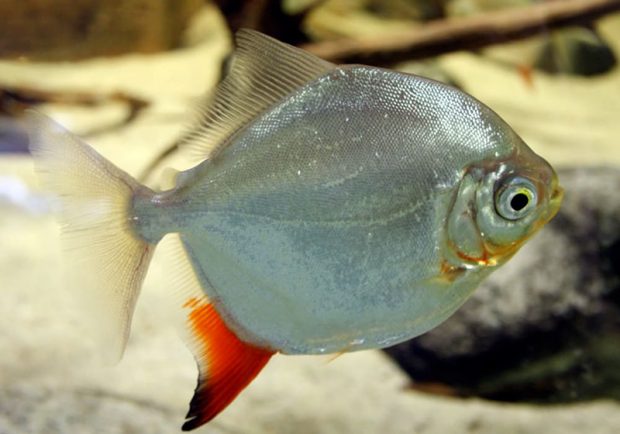 Милеус красноплавничный (Myloplus rubripinnis) содержание и размножение в домашнем аквариуме