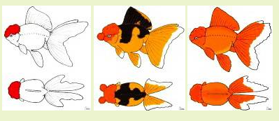 Оранда (Oranda) особенности породы и аспекты содержания в аквариуме