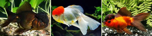 Оранда (Oranda) особенности породы и успешное содержание в домашнем аквариуме