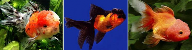 Оранда (Oranda)особенности породы, успешное содержание и размножение в домашнем аквариуме