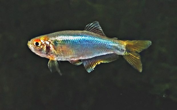 Тетра голубая (Mimagoniates inequalis) содержание и размножение в домашнем аквариуме