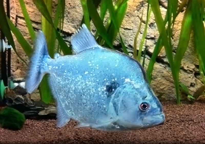 Фиолетовополосая пиранья (Serrasalmus geryi) содержание и размножение в условиях домашнего аквариума