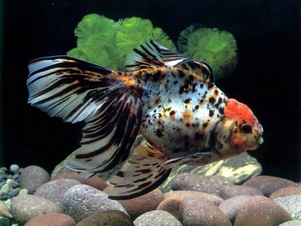 Шубункин (Shubunkin Goldfish) порода золотой рыбки, ее содержание и размножение в домашнем аквариуме