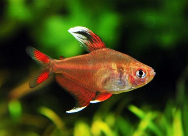  Белоплавничный орнатус (Hyphessobrycon bentosi “White Backfin”) содержание и разведение в домашних аквариумах