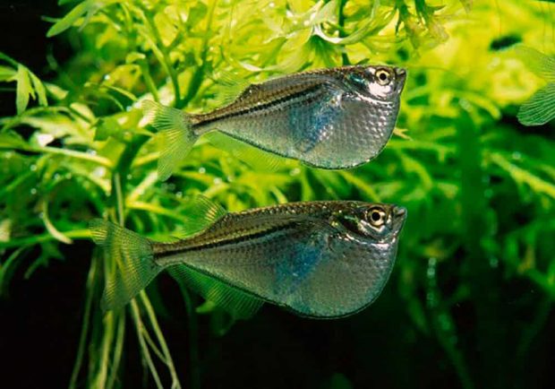 Серебристый клинобрюх (Gasteropelecus sternicla) содержание и размножение в домашних аквариумах