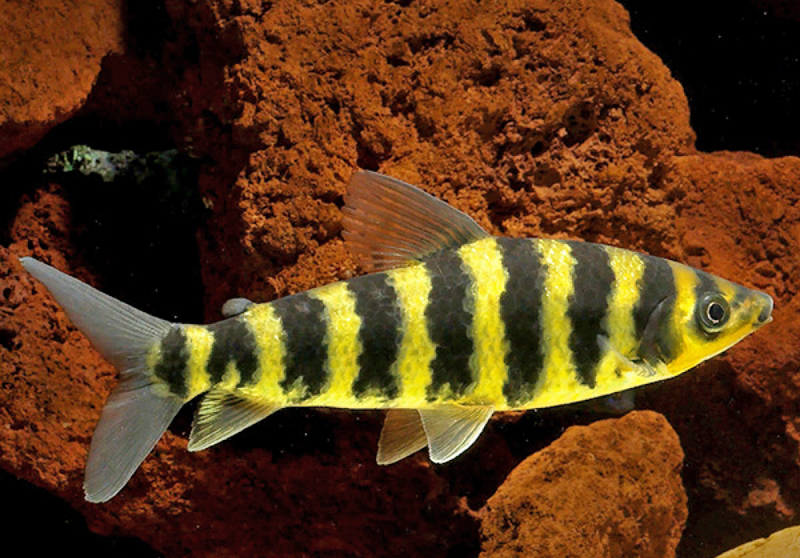 Лепоринус полосатый (Leporinus fasciatus) содержание и разведение в домашних акваариумах