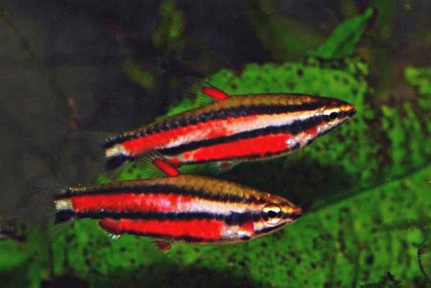 Нанностомус краснохвостый (Nannostomus rubrocaudatus) содержание и разведение в домашнем аквариуме
