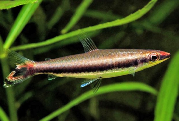 Нанностомус однополосный (Nannostomus unifasciatus) содержание и разведение в домашних аквариумах