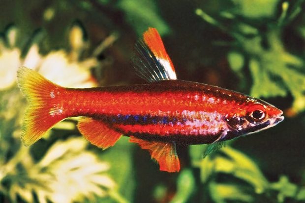 Нанностомус красный (Nannostomus mortenthaleri) содержание и размножение в домашних аквариумах