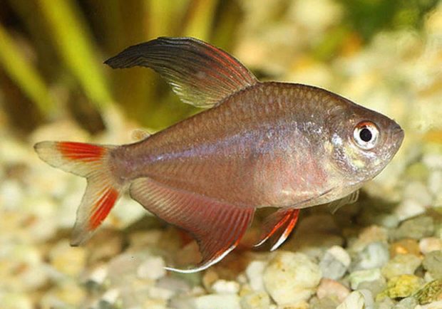Изысканная тетра (Hyphessobrycon bentosi) содержание и размножение в домашнем аквариуме