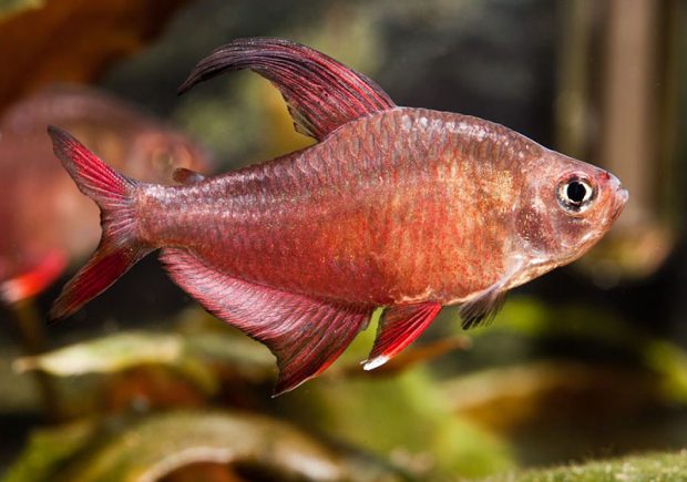 Орнатус розовый (Hyphessobrycon rosaceus) содержание и разведение в домашнем аквариуме