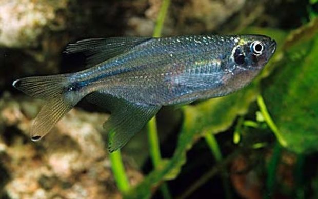 Псевдокоринопома доры (Pseudocorynopoma doriae) содержание и разведение в домашнем аквариуме