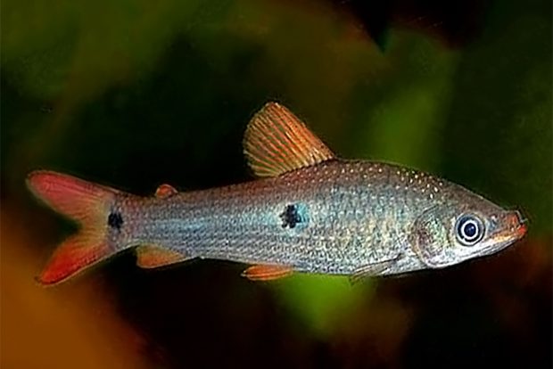 Псеуданос тримакулатус (Pseudanos trimaculatus) содержание и размножение в домашних аквариумах