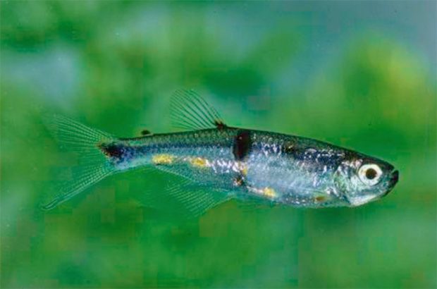 Птеробрикон (Pterobrycon myrnae) содержание и разведение в домашних аквариумах