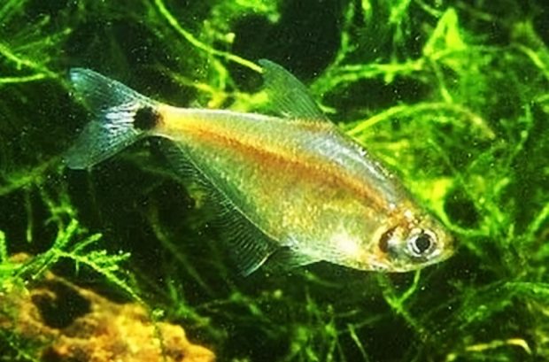 Тетра Кеннеди (Psellogrammus kennedyi) содержание и размножение в домашних аквариумах