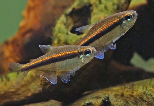 Тетра лиловая (Hyphessobrycon vilmae) содержание и размножение в домашнем аквариуме