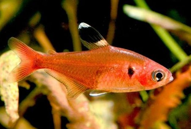 Тетра-тимари (Hyphessobrycon haraldschultzi) содержание и размножение в домашнем аквариуме
