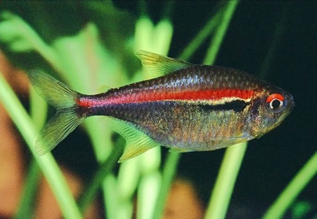 Тетра трехцветная (Hyphessobrycon amapaensis) содержание и разведение в домашних аквариумах