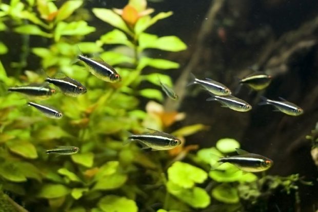 Неон черный (Hyphessobrycon herbertaxelrodi) в домашнем аквариуме, содержание и разведение