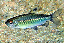Представители род Arnoldichthys обычно содержащиеся в домашних аквариумах