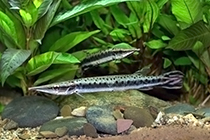 Представители рода Boulengerella обычно содержащиеся в домашних аквариумах