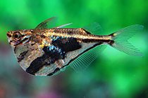 Представители рода Carnegiella чаще других содержащиеся в домашних аквариумах