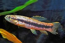 Представители рода Erythrinus чаще других содержащиеся в домашних аквариумах
