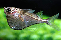 Представители рода Gasteropelecus чаще других содержащиеся в домашних аквариумах