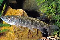 Представители рода Hepsetus чаще других содержащиеся в домашних аквариумах