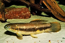 Представители рода Hoplerythrinus чаще других содержащиеся в домашних аквариумах