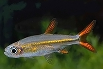 Представители рода Ladigesia чаще других содержащиеся в домашних аквариумах