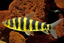Представители род Leporinus чаще других содержащиеся в домашних аквариумах