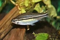 Представители рода Nannaethiops обычно содержащиеся в домашних аквариумах